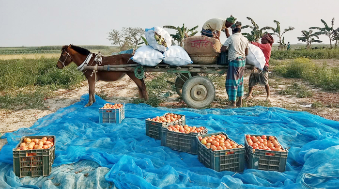 চরাঞ্চলে ফসল পরিবহনে প্রধান বাহন ঘোড়ার গাড়ি